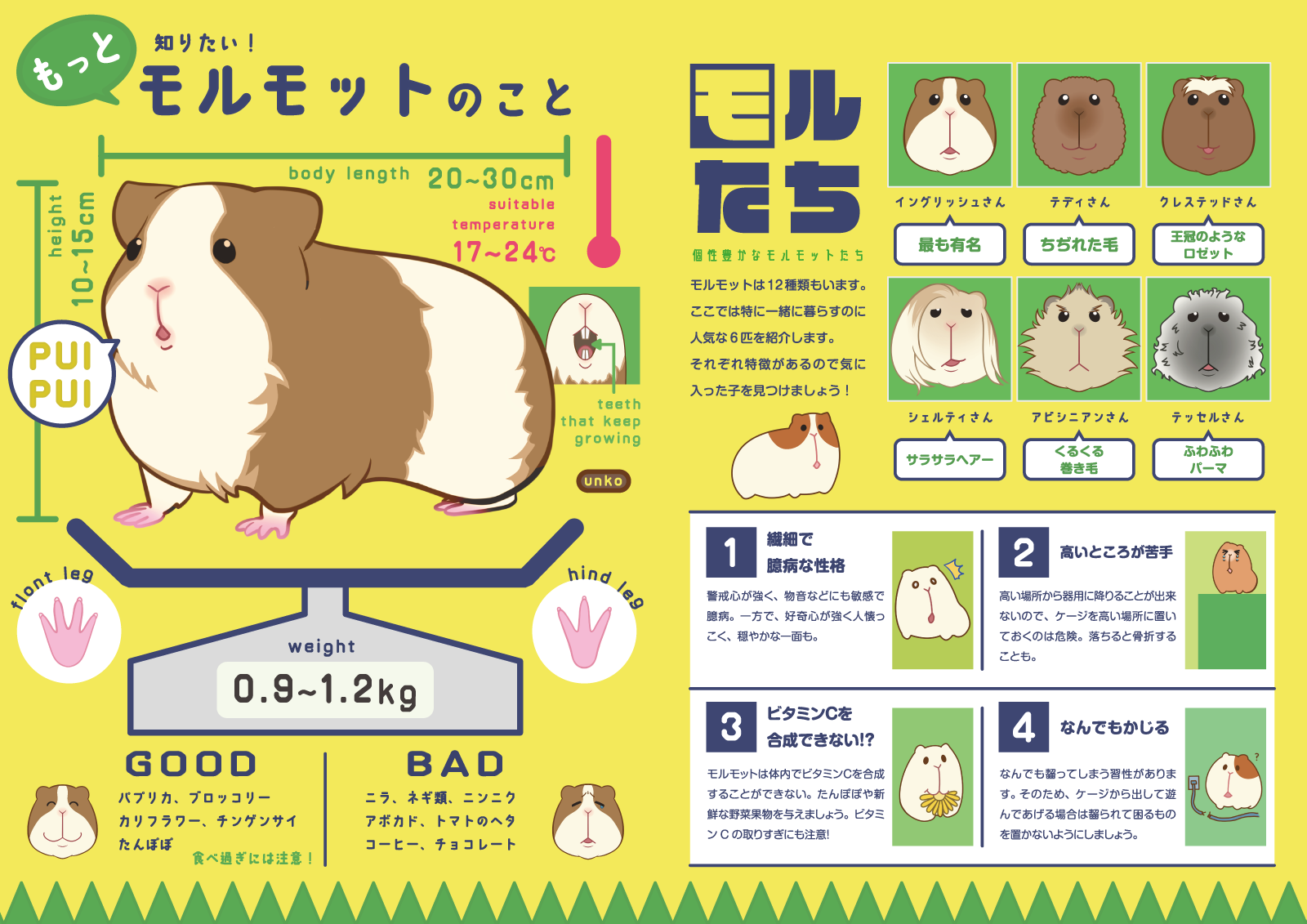 もっと知りたい！モルモットのこと