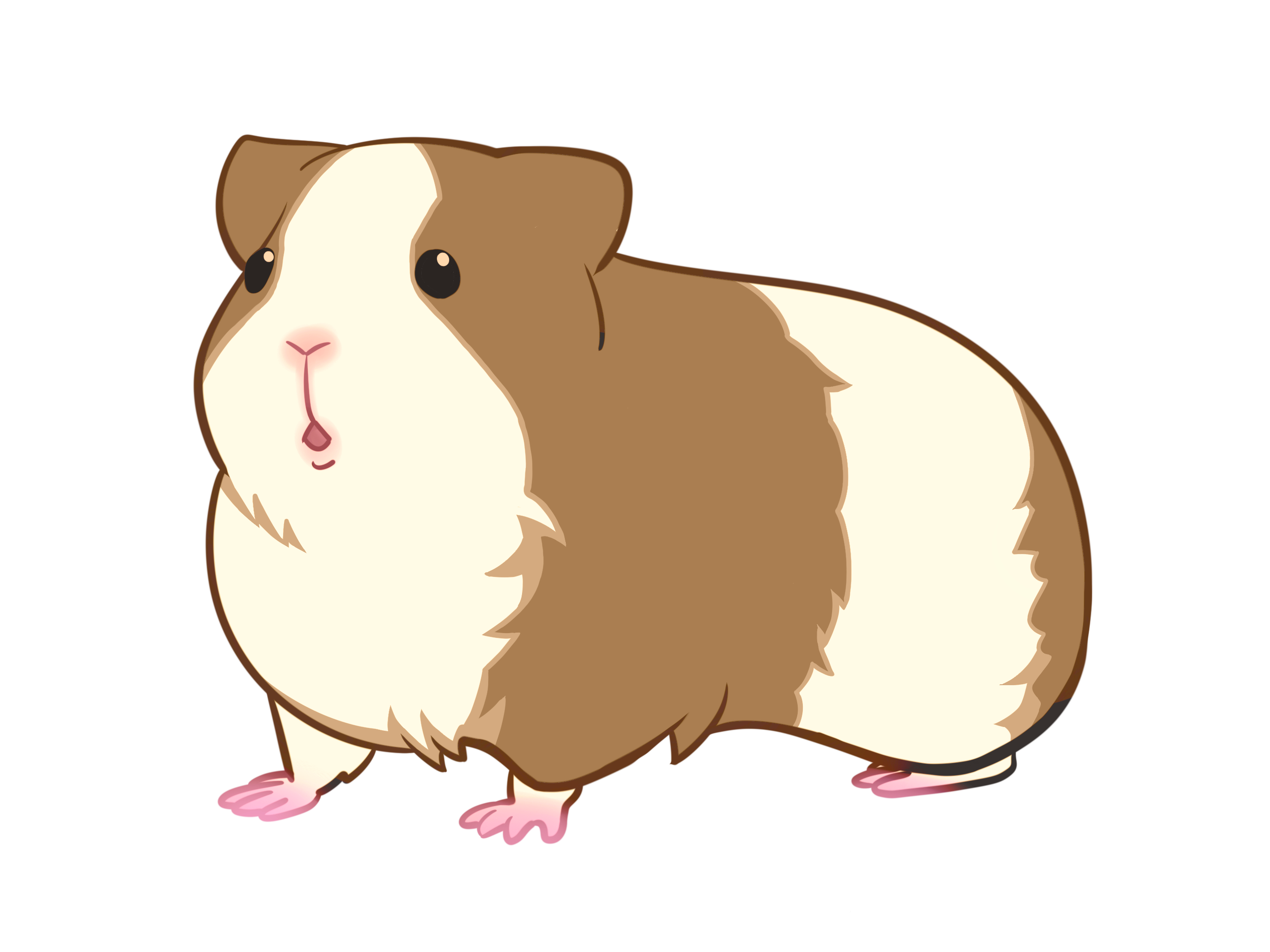 モルモットイラスト